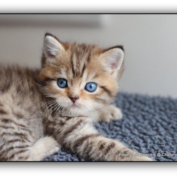chaton British Shorthair black golden mackerel tabby ALLAN WATER Chatterie Carbin chaton British Shorthair black golden mackerel tabby ALLAN WATER Chatterie Carbin