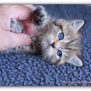 chaton British Shorthair black golden mackerel tabby ALLAN WATER Chatterie Carbin chaton British Shorthair black golden mackerel tabby ALLAN WATER Chatterie Carbin