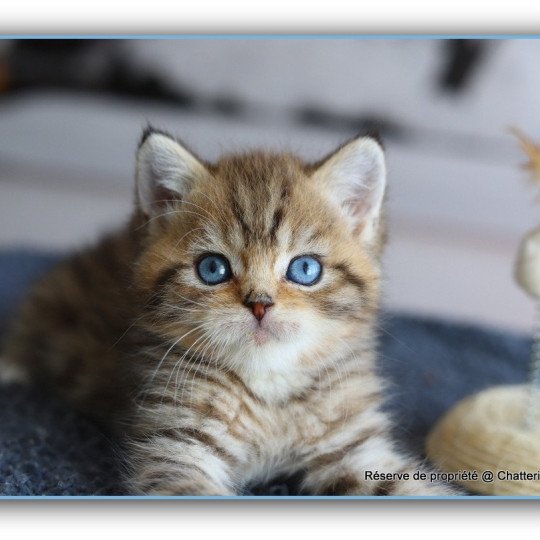 ALLAN WATER CARBIN Mâle British Shorthair