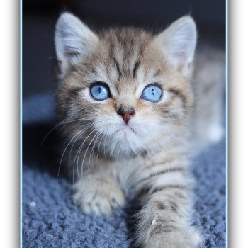 ALLAN WATER CARBIN Mâle British Shorthair