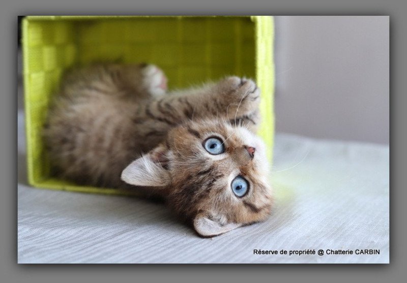 ALLAN WATER CARBIN Mâle British Shorthair ALLAN WATER CARBIN Mâle British Shorthair