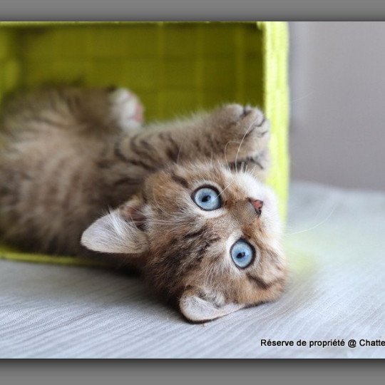 ALLAN WATER CARBIN Mâle British Shorthair