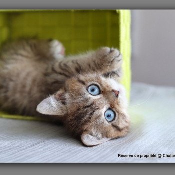chaton British Shorthair black golden mackerel tabby ALLAN WATER Chatterie Carbin chaton British Shorthair black golden mackerel tabby ALLAN WATER Chatterie Carbin