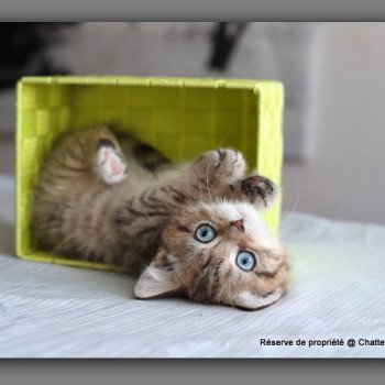 chaton British Shorthair black golden mackerel tabby ALLAN WATER Chatterie Carbin chaton British Shorthair black golden mackerel tabby ALLAN WATER Chatterie Carbin