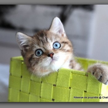 chaton British Shorthair black golden mackerel tabby ALLAN WATER Chatterie Carbin chaton British Shorthair black golden mackerel tabby ALLAN WATER Chatterie Carbin