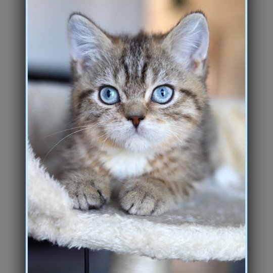 ALLAN WATER CARBIN Mâle British Shorthair