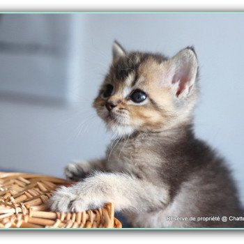 chaton British Shorthair black golden ticked tabby ALMOND RIVER Chatterie Carbin chaton British Shorthair black golden ticked tabby ALMOND RIVER Chatterie Carbin