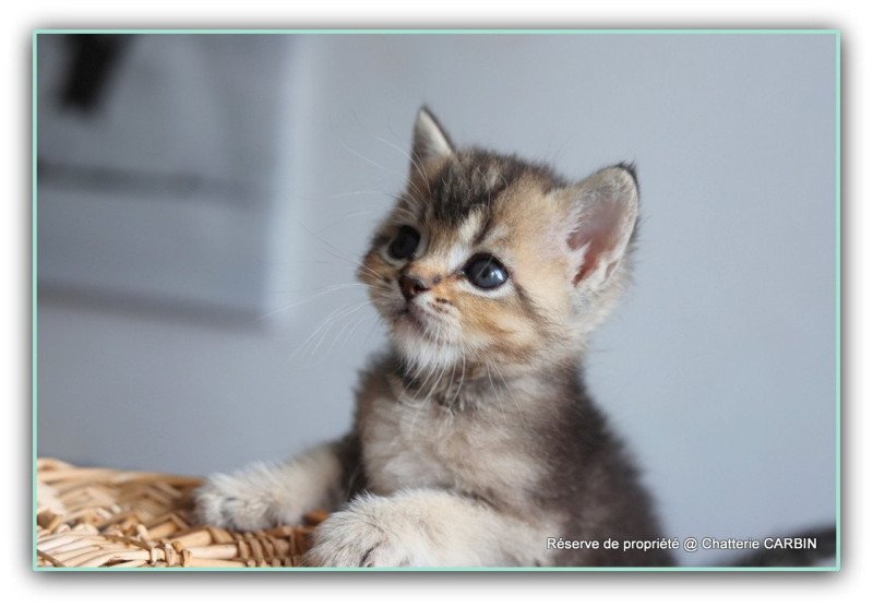 ALMOND RIVER CARBIN Mâle British Shorthair ALMOND RIVER CARBIN Mâle British Shorthair