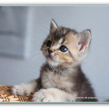 chaton British Shorthair black golden ticked tabby ALMOND RIVER Chatterie Carbin chaton British Shorthair black golden ticked tabby ALMOND RIVER Chatterie Carbin