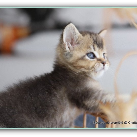 ALMOND RIVER CARBIN Mâle British Shorthair