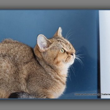 chat British Shorthair black golden ticked tabby ALPINE Chatterie Carbin