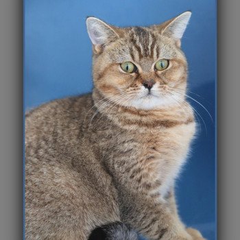 chat British Shorthair black golden ticked tabby ALPINE Chatterie Carbin