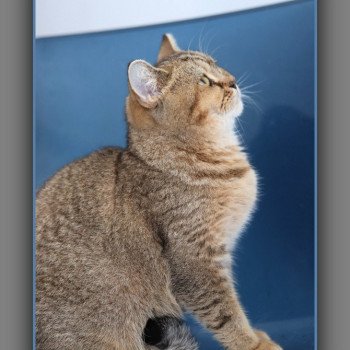 chat British Shorthair black golden ticked tabby ALPINE Chatterie Carbin