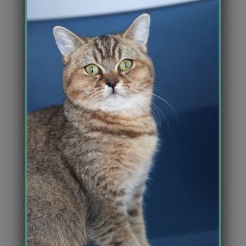 chat British Shorthair black golden ticked tabby ALPINE Chatterie Carbin