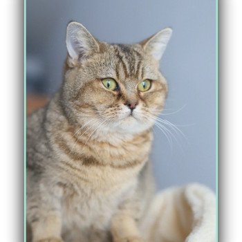 chat British Shorthair black golden ticked tabby Alpine Chatterie Carbin