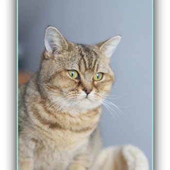 chat British Shorthair black golden ticked tabby Alpine Chatterie Carbin