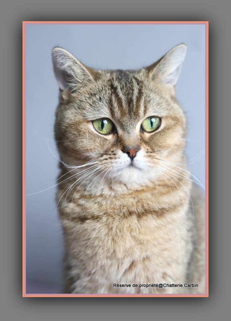 Alpine DE LÉMATYCE Femelle British Shorthair