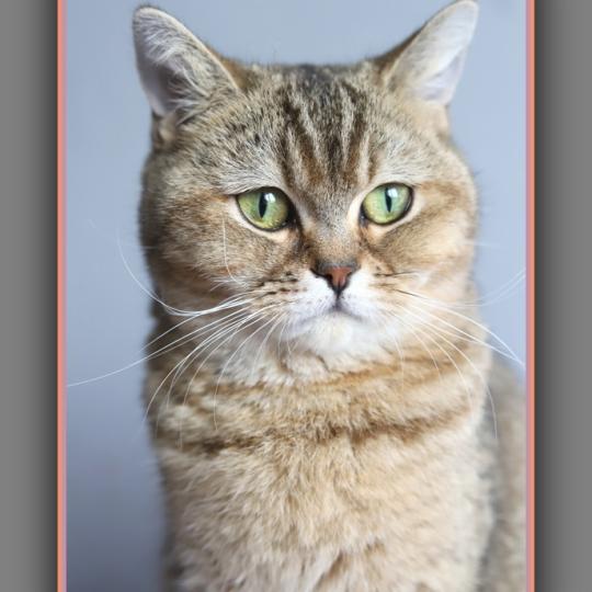 Alpine DE LÉMATYCE Femelle British Shorthair