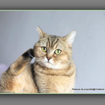 chat British Shorthair black golden ticked tabby Alpine Chatterie Carbin