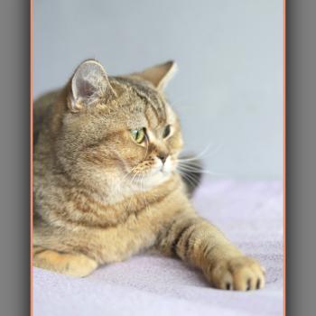 chat British Shorthair black golden ticked tabby Alpine Chatterie Carbin