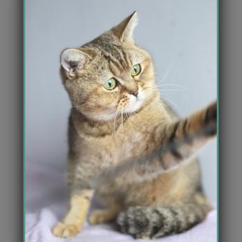 chat British Shorthair black golden ticked tabby Alpine Chatterie Carbin
