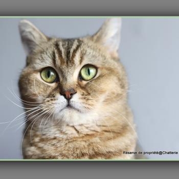 chat British Shorthair black golden ticked tabby Alpine Chatterie Carbin