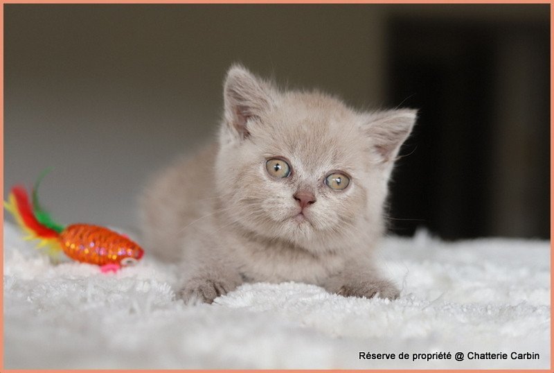 AMBRE CARBIN Femelle British Shorthair AMBRE CARBIN Femelle British Shorthair