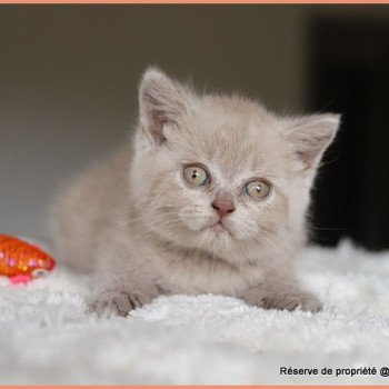chaton British Shorthair lilac AMBRE Chatterie Carbin chaton British Shorthair lilac AMBRE Chatterie Carbin