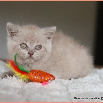 chaton British Shorthair lilac AMBRE Chatterie Carbin chaton British Shorthair lilac AMBRE Chatterie Carbin