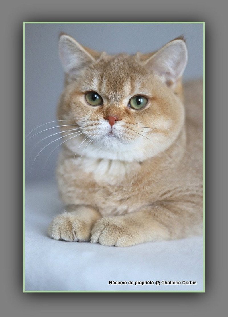 Ambre D'OMBRE ET DE LUMIÈRE Femelle British Shorthair