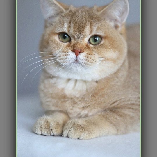 Ambre D'OMBRE ET DE LUMIÈRE Femelle British Shorthair