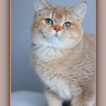 chat British Shorthair cinnamon golden shaded Ambre Chatterie Carbin