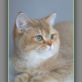 chat British Shorthair cinnamon golden shaded Ambre Chatterie Carbin