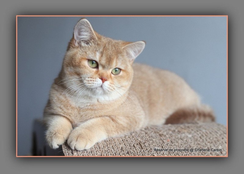 Ambre D'OMBRE ET DE LUMIÈRE Femelle British Shorthair