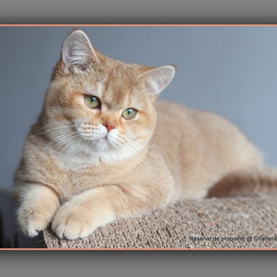 Ambre D'OMBRE ET DE LUMIÈRE Femelle British Shorthair