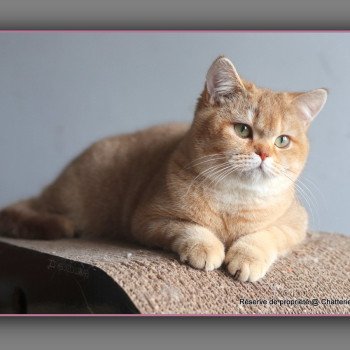 chat British Shorthair cinnamon golden shaded Ambre Chatterie Carbin