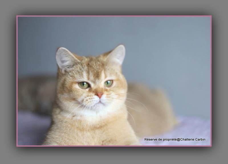 Ambre D'OMBRE ET DE LUMIÈRE Femelle British Shorthair