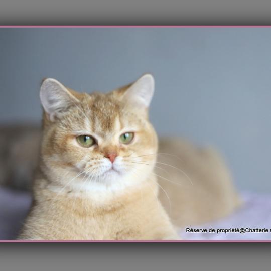 Ambre D'OMBRE ET DE LUMIÈRE Femelle British Shorthair