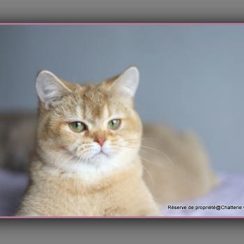 chat British Shorthair cinnamon golden shaded Ambre Chatterie Carbin