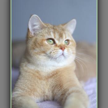chat British Shorthair cinnamon golden shaded Ambre Chatterie Carbin