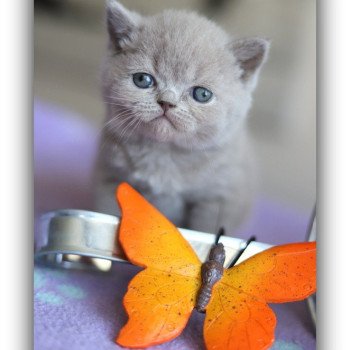 chaton British Shorthair lilac ANAÏS Chatterie CARBIN chaton British Shorthair lilac ANAÏS Chatterie CARBIN