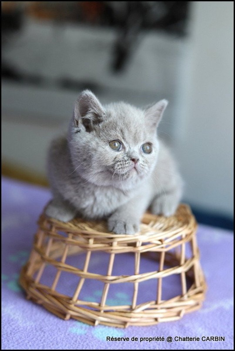 ANAÏS CARBIN Femelle British Shorthair ANAÏS CARBIN Femelle British Shorthair