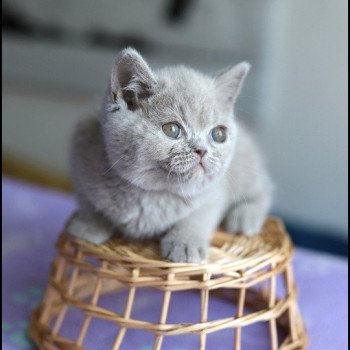 chaton British Shorthair lilac ANAÏS Chatterie CARBIN chaton British Shorthair lilac ANAÏS Chatterie CARBIN