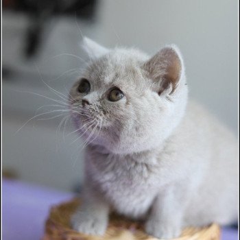 chaton British Shorthair lilac ANAÏS Chatterie CARBIN chaton British Shorthair lilac ANAÏS Chatterie CARBIN