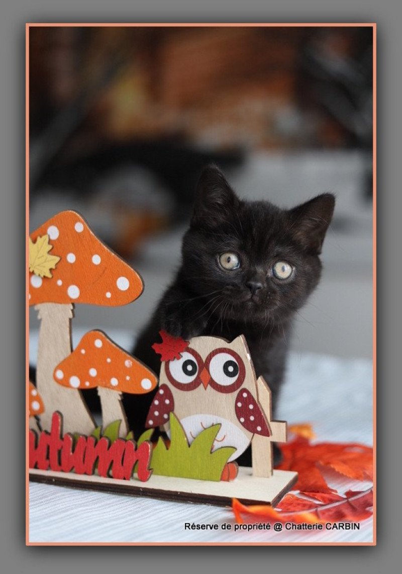 ANDY CARBIN Mâle British Shorthair