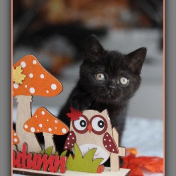 chaton British Shorthair black ANDY Chatterie Carbin