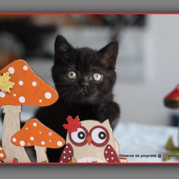 chaton British Shorthair black ANDY Chatterie Carbin