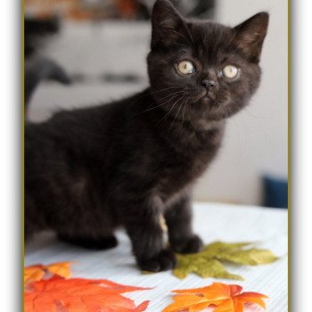 chaton British Shorthair black ANDY Chatterie Carbin