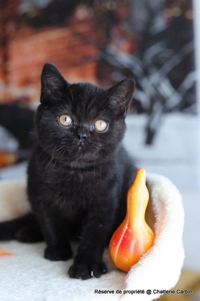 ANDY CARBIN Mâle British Shorthair