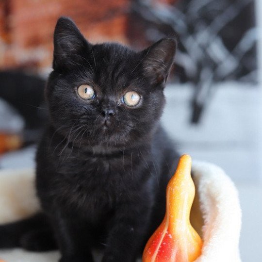 ANDY CARBIN Mâle British Shorthair